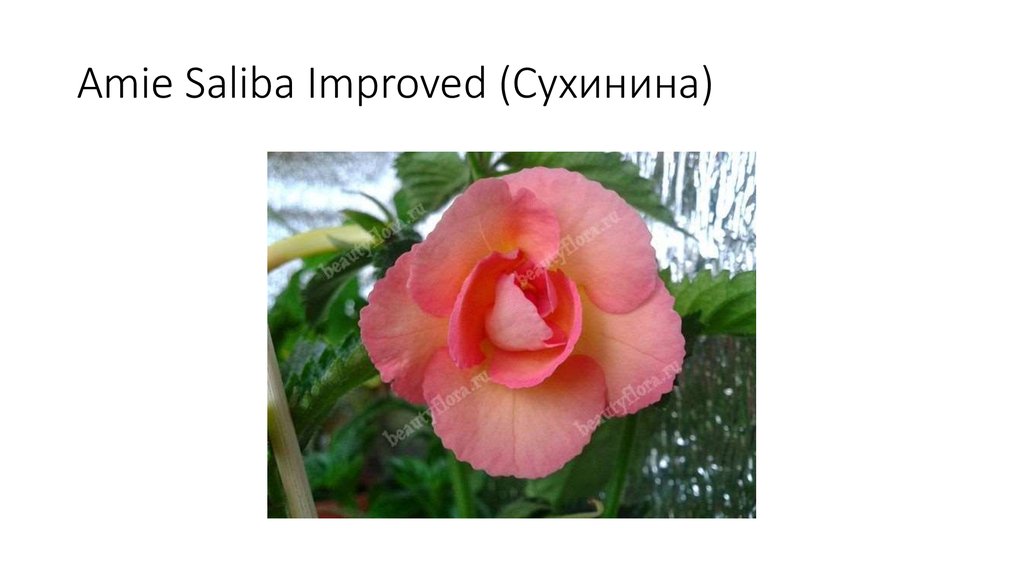 Amie Saliba Improved (Сухинина)