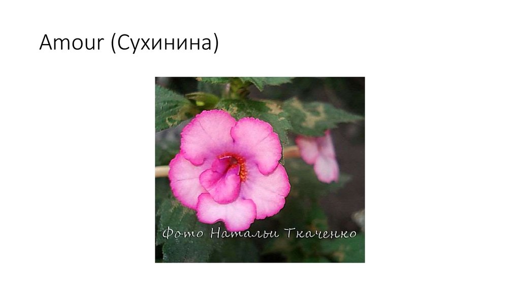 Amour (Сухинина)