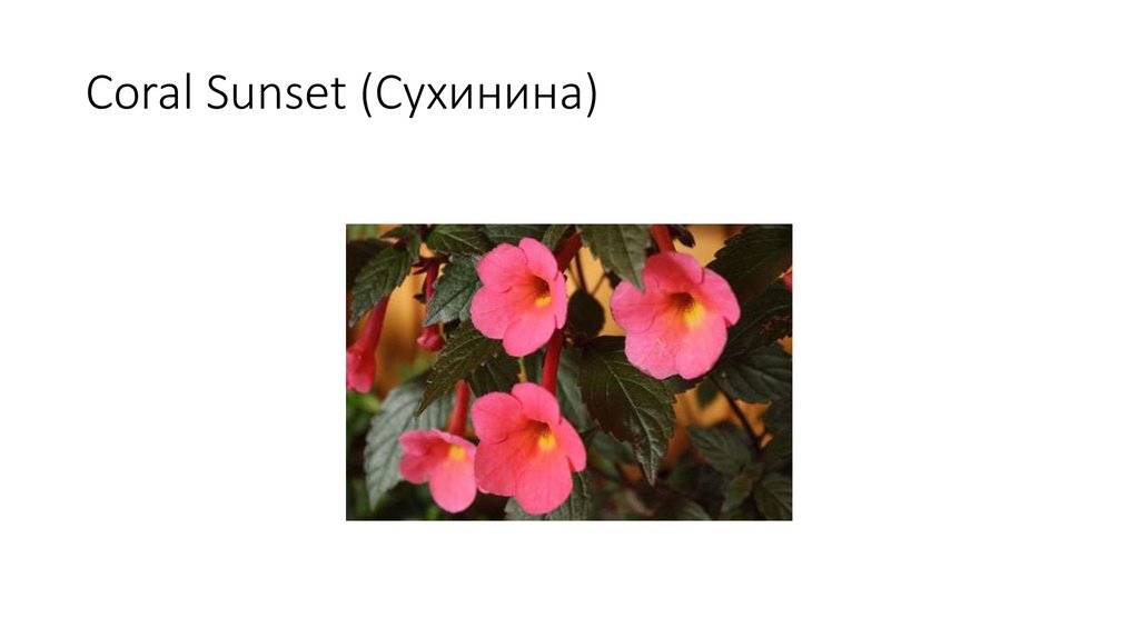 Coral Sunset (Сухинина)