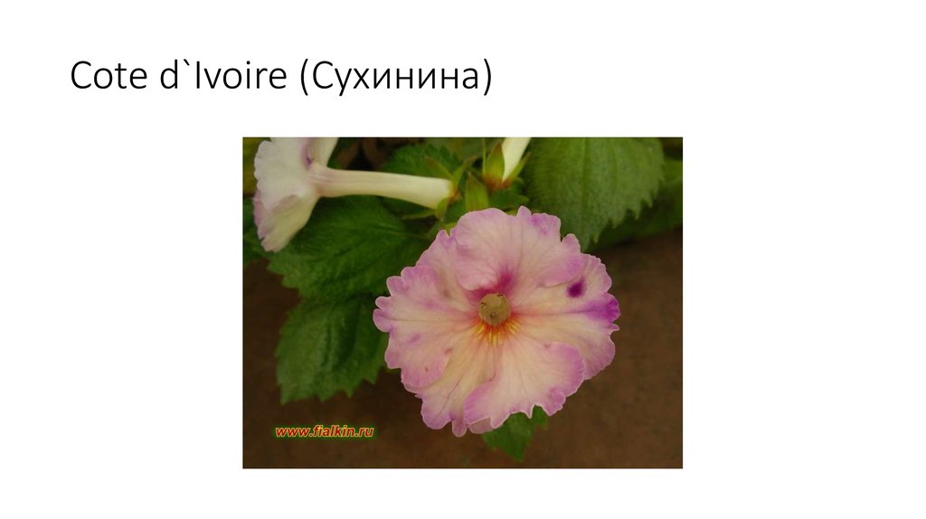 Cote d`Ivoire (Сухинина)