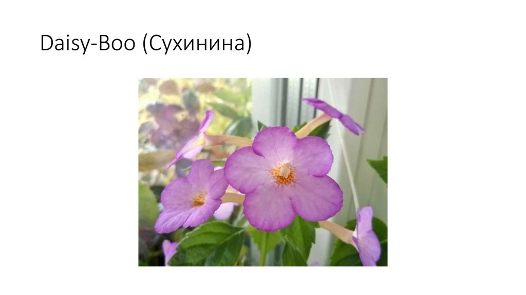 Daisy-Boo (Сухинина)