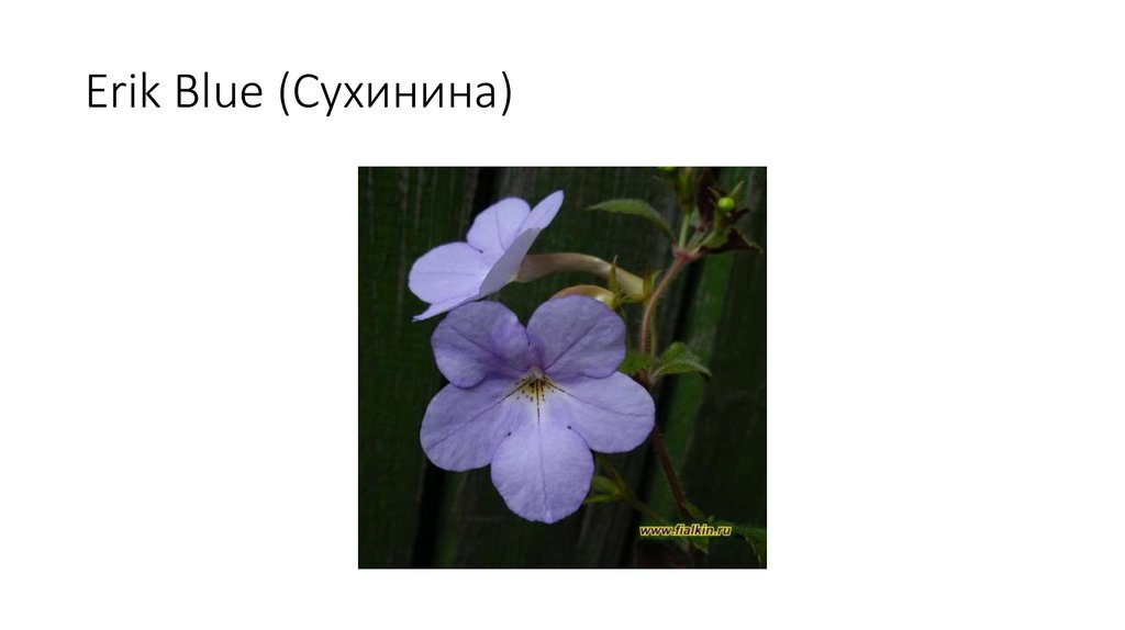 Erik Blue (Сухинина)