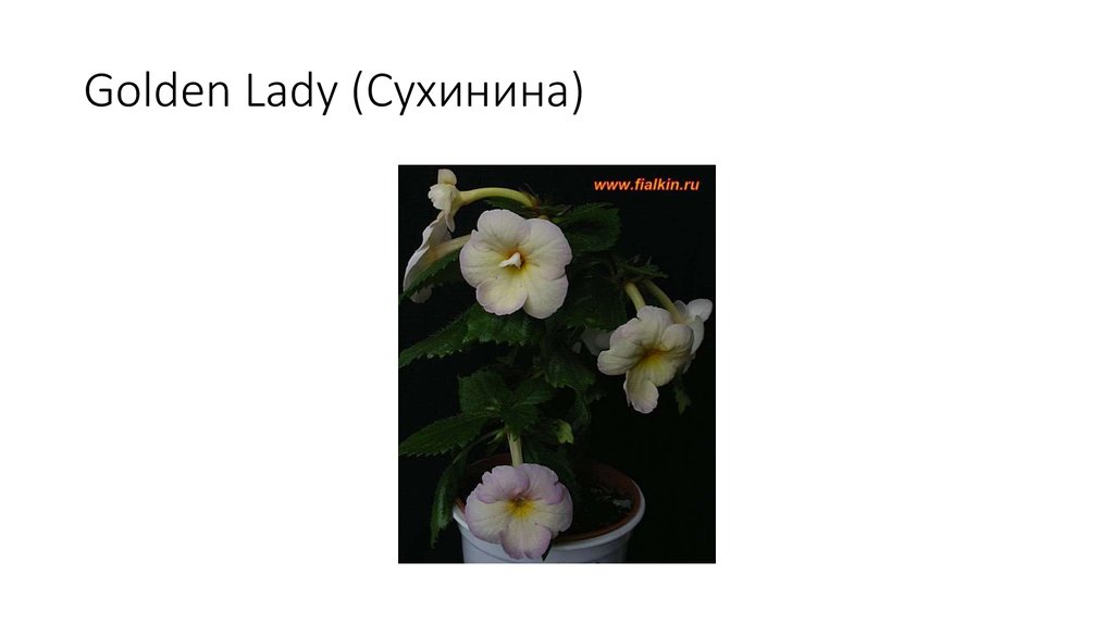 Golden Lady (Сухинина)