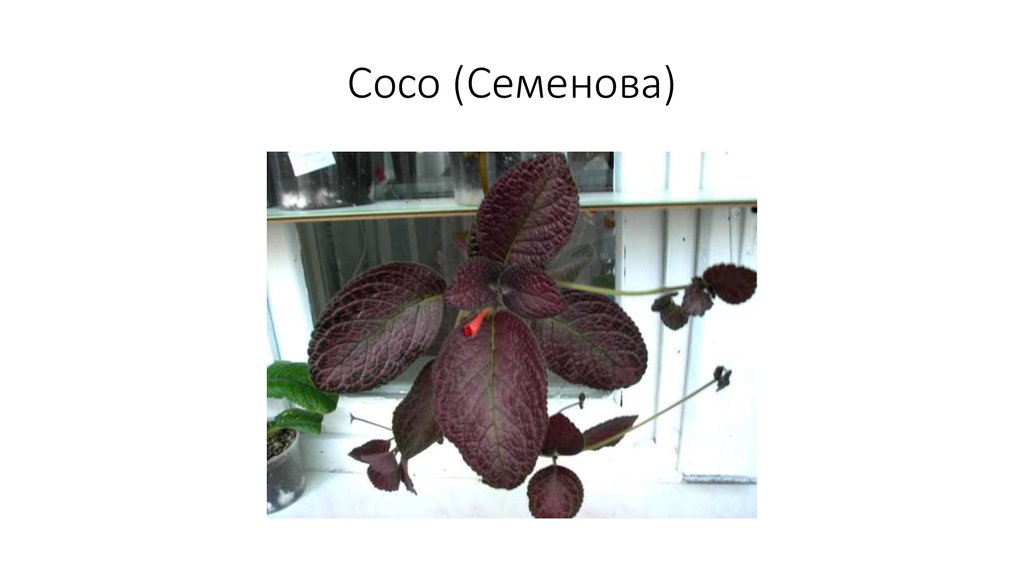 Coco (Семенова)