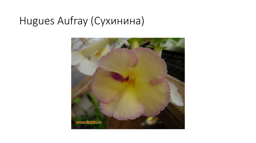 Hugues Aufray (Сухинина)