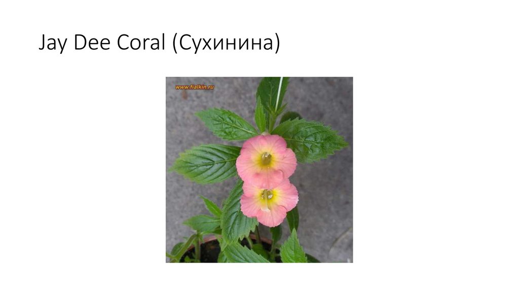 Jay Dee Coral (Сухинина)