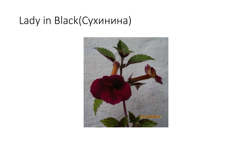 Lady in Black(Сухинина)