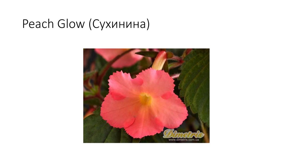 Peach Glow (Сухинина)