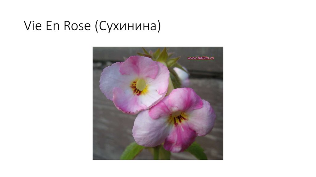 Vie En Rose (Сухинина)