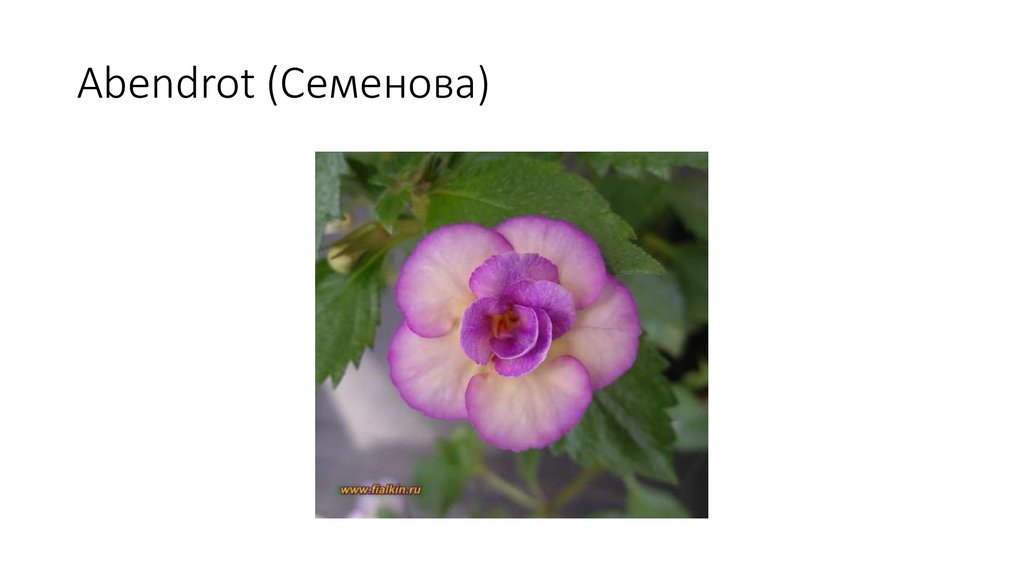 Abendrot (Семенова)
