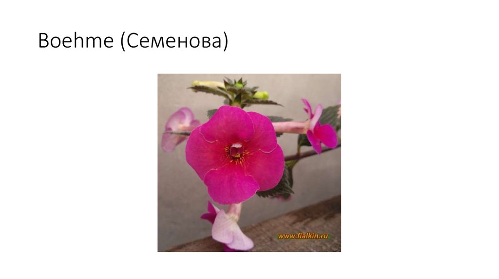 Boehme (Семенова)