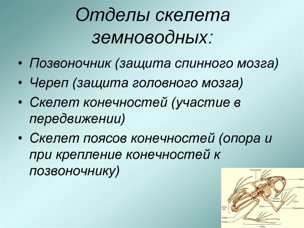 Опорно двигательная система земноводных 7 класс. Отделы скелета земноводных. Скелет земноводных. Особенности строения скелета земноводных. Особенности строения скелета амфибий.