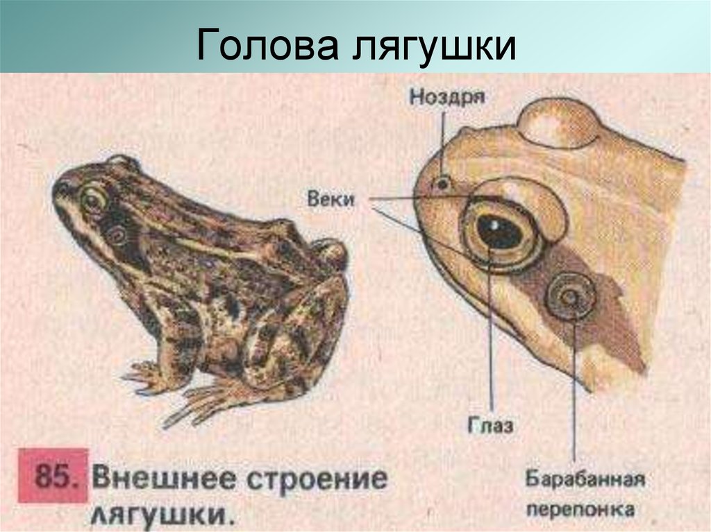 Рассмотри рисунок и подпиши основные части тела лягушки