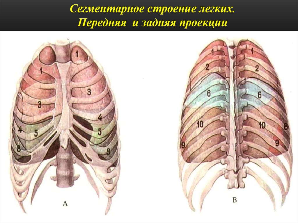 Порядки легкого. Сегментарная пневмония s4. Двухсторонняя сегментарная пневмония. Пневмония сегмент s4. Пневмония 9 сегмента легкого.