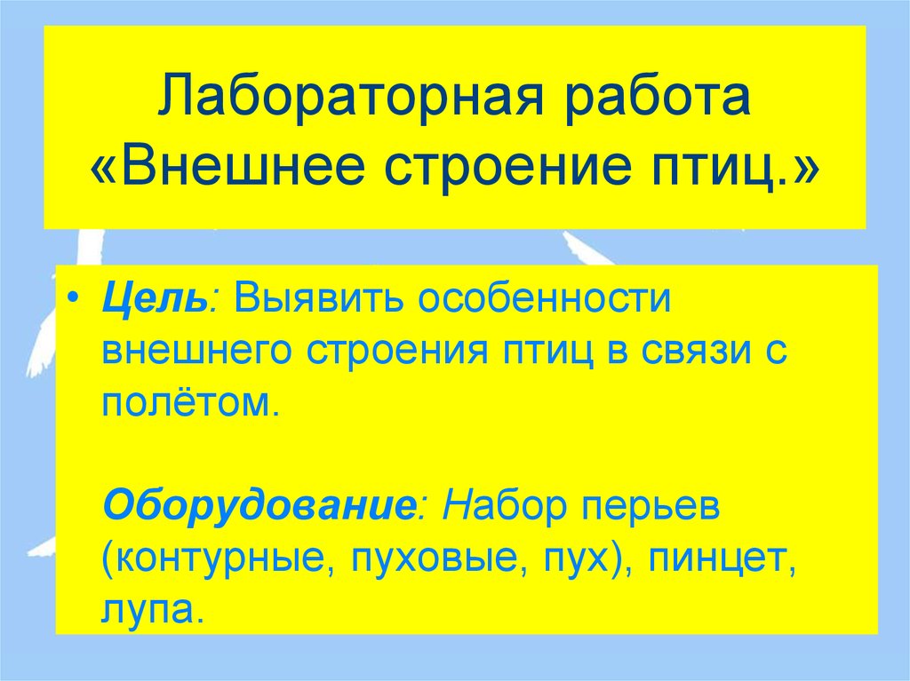 Лабораторная работа класс птиц. Лабораторная работа внешнее строение птиц. Лабораторная работа строение птиц. Лабораторная работа внешнее строение птицы вывод. Лабораторная работа по биологии строение птиц.