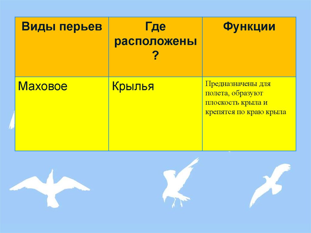 Функции птиц. Виды перьев и функции. Виды перьев у птиц и их функции. Функция крыла птицы.