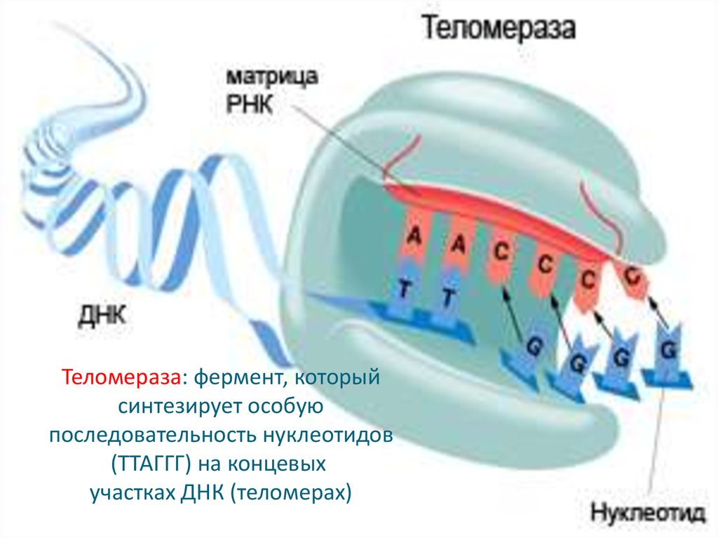 Теломераза и старение - презентация онлайн