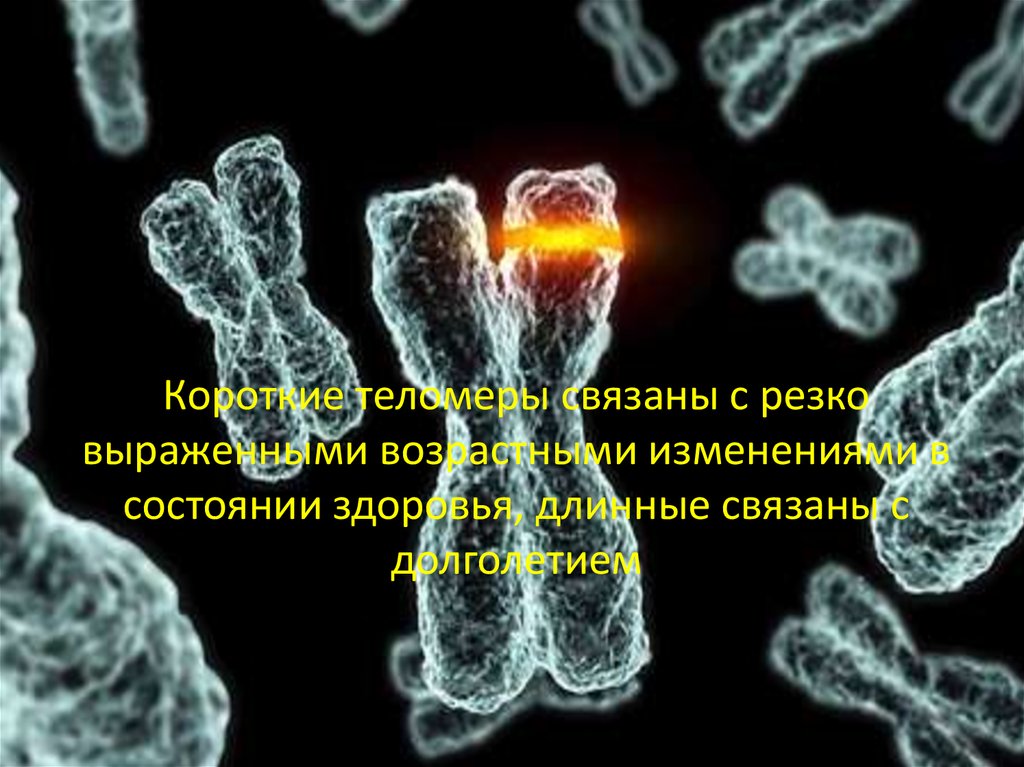 Короткие теломеры связаны с резко выраженными возрастными изменениями в состоянии здоровья, длинные связаны с долголетием