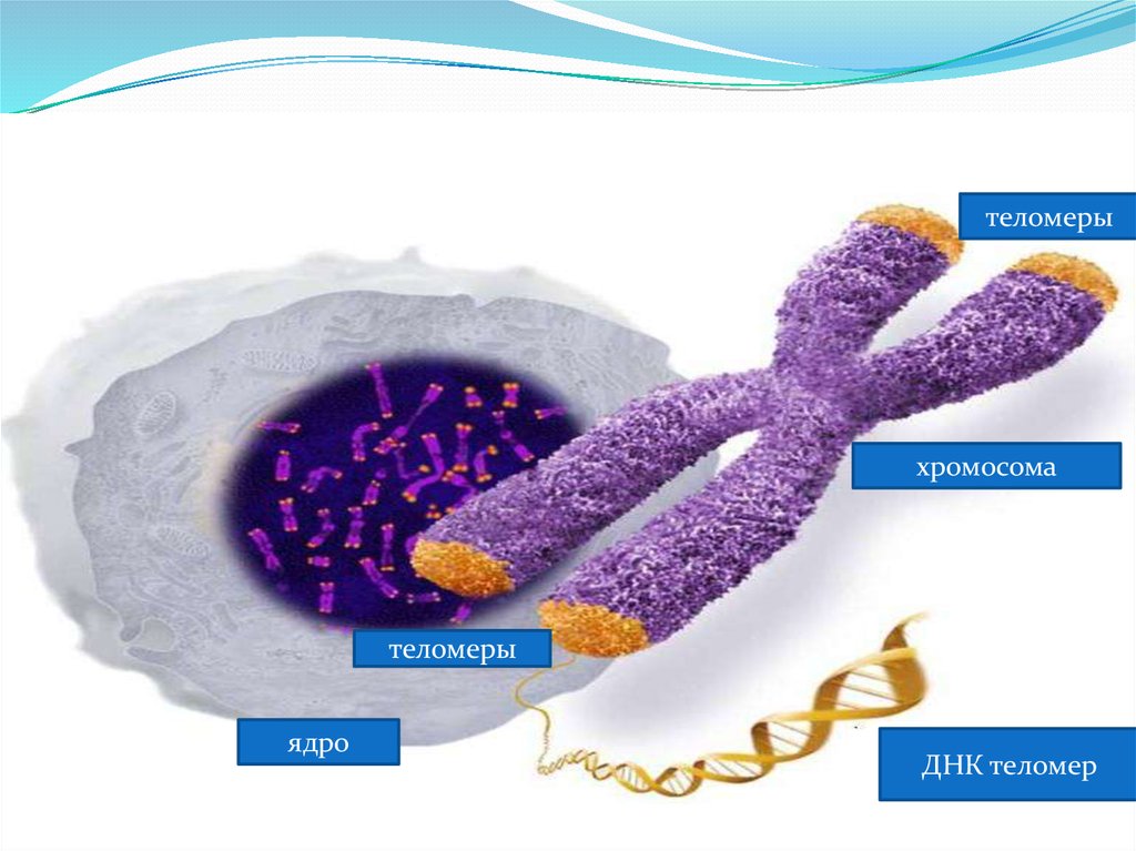 Ядерная хромосома. Хромосомы в ядре. Теломеры ДНК. Теломеры и старение. Теломеры и теломераза презентация.