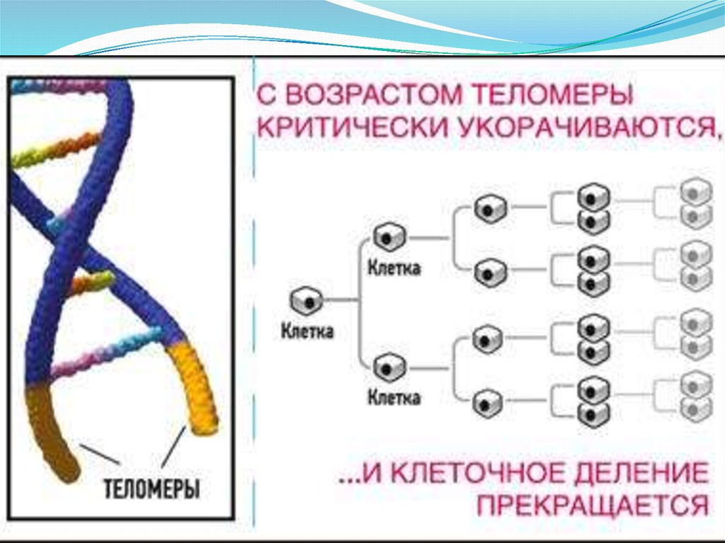 Теломераза и старение - презентация онлайн