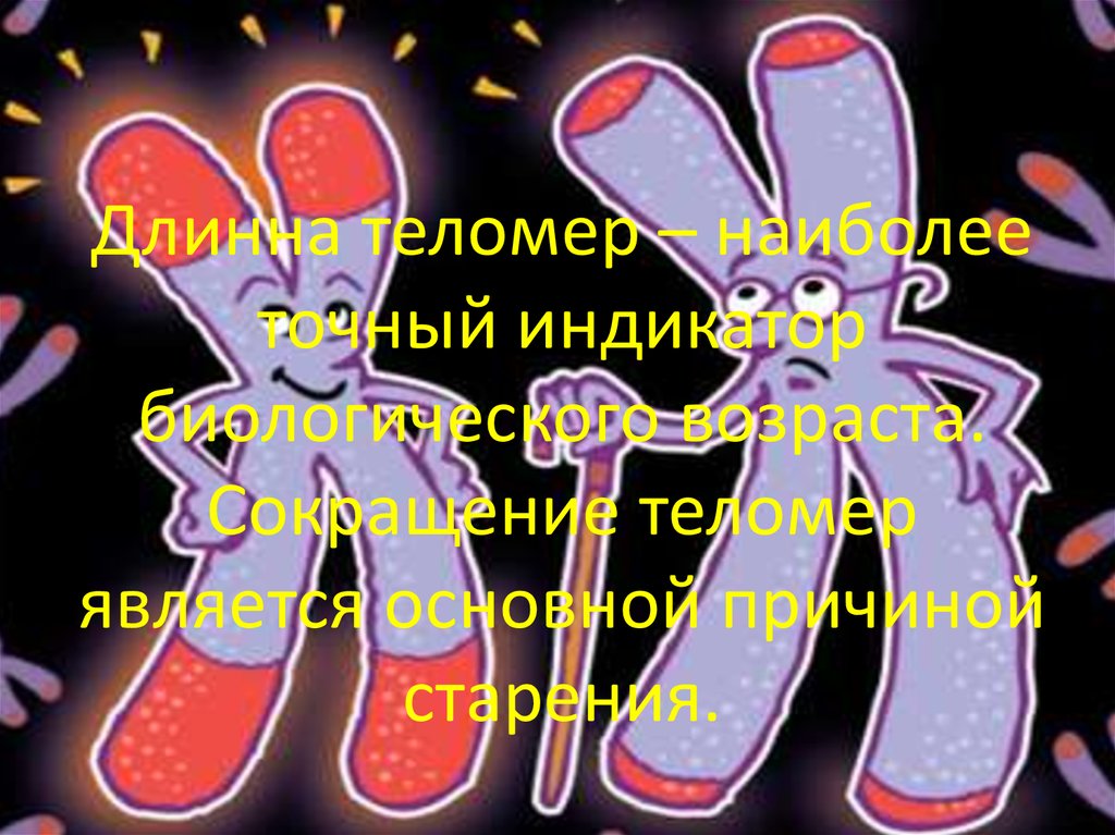 Длинна теломер – наиболее точный индикатор биологического возраста. Сокращение теломер является основной причиной старения.