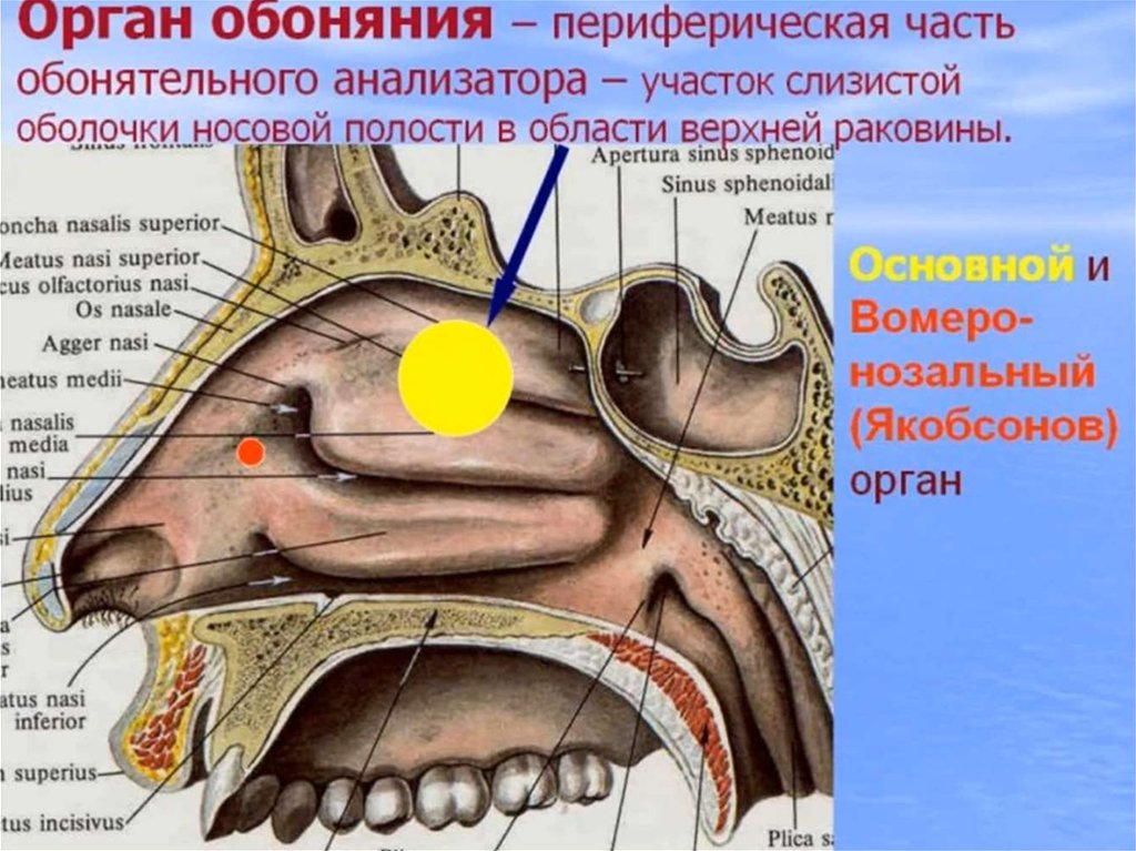 Орган обоняния у человека. Обонятельный анализатор строение. Орган обоняния обонятельный анализатор. Обонятельный анализатор нос. Обонятельный анализатор строение носа.