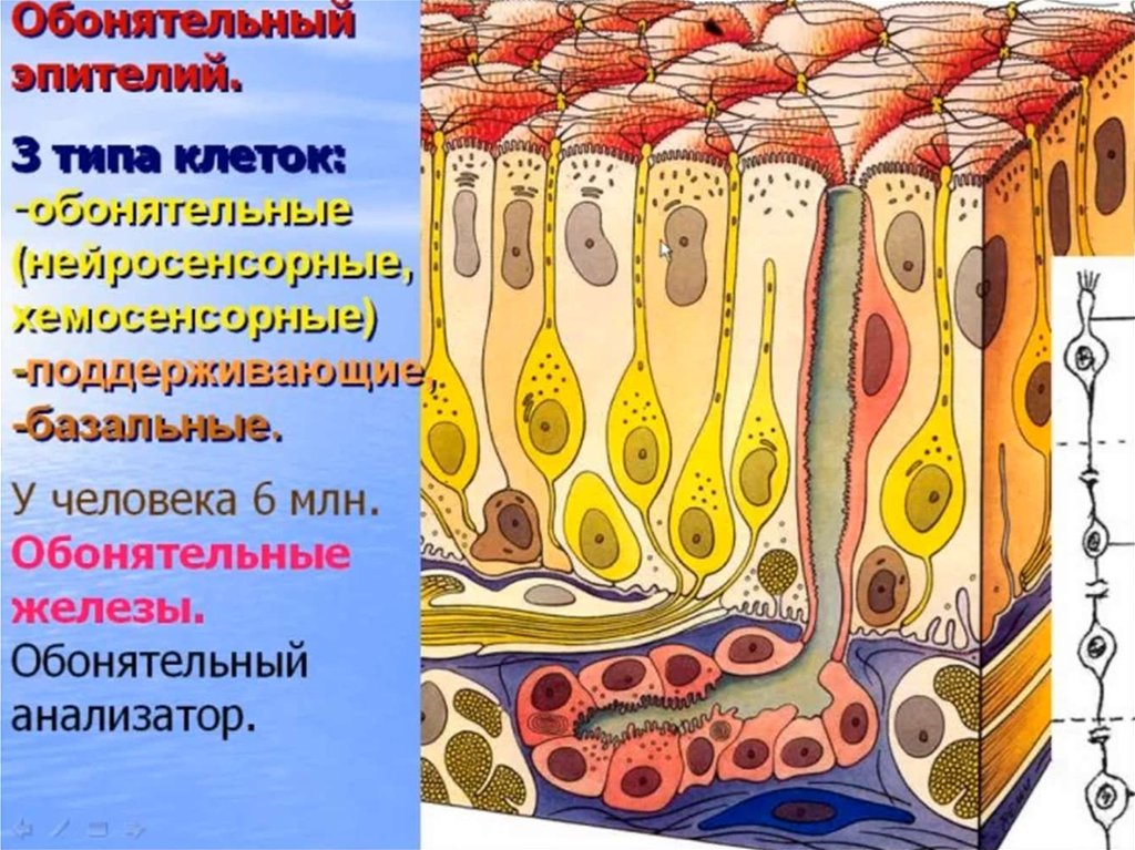 Орган зрения орган обоняния