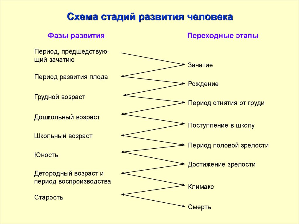 Схема этапов эволюции человека