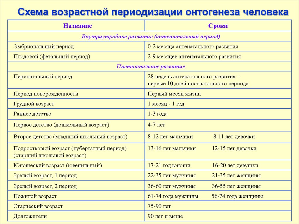 Периоды онтогенеза схема