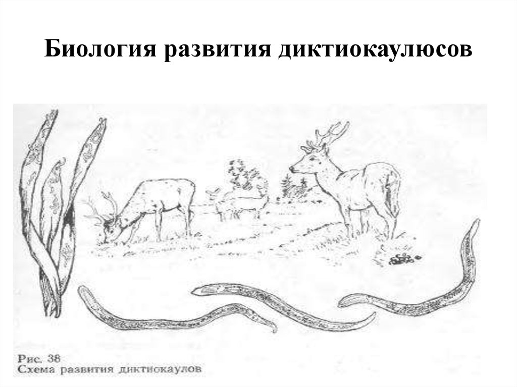 Схема развития стронгилят жкт жвачных