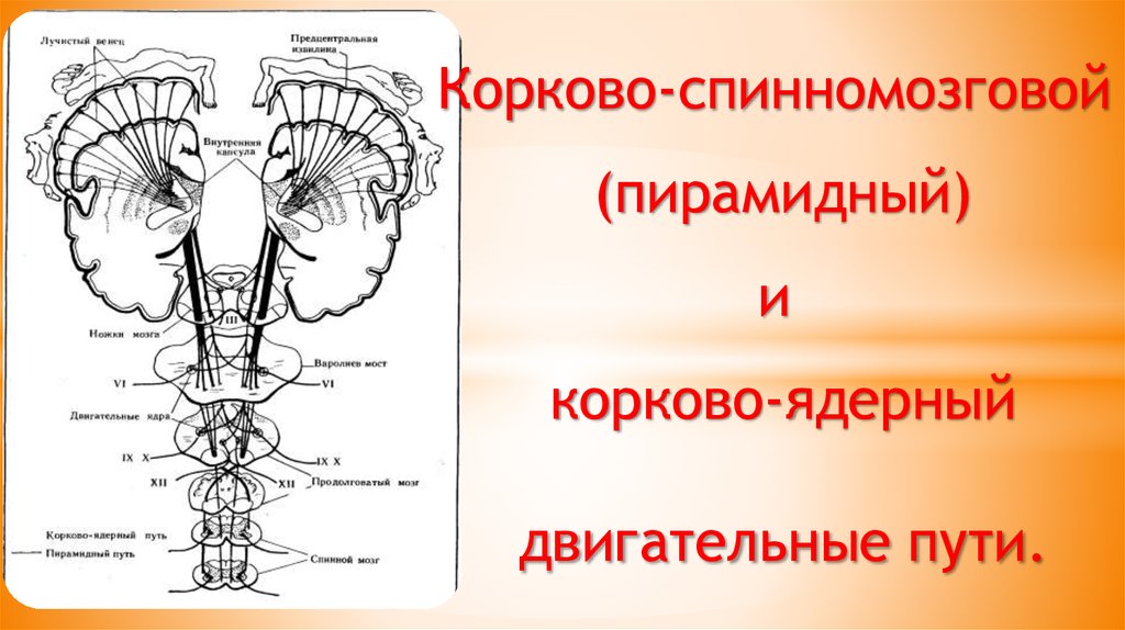 Кортико нуклеарный путь схема