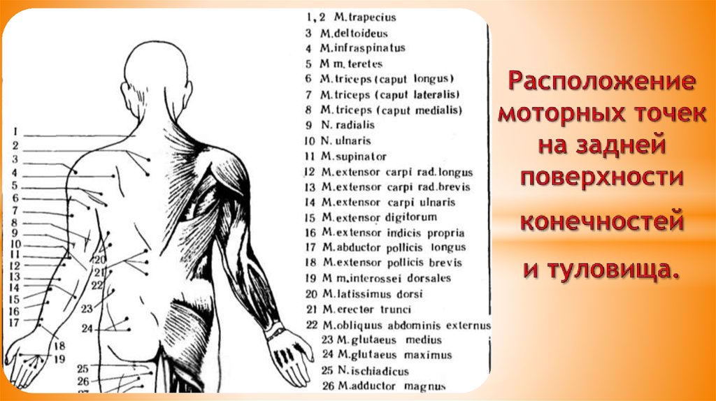 Точки бывают. Схема двигательных точек. Двигательные точки мышц. Схемы двигательных точек мышц. Двигательные точки Эрба.