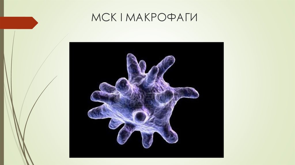 Макрофаги 1 3