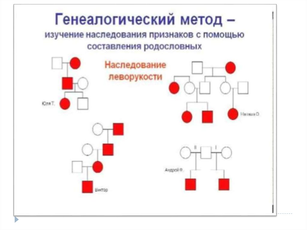 Изменчивость и наследственность фото