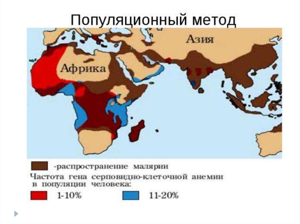 Популяционная генетика презентация