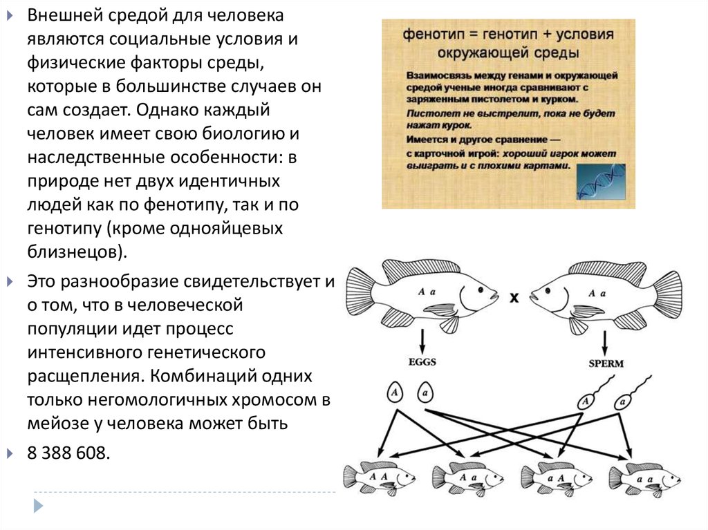 Генетика человека презентация