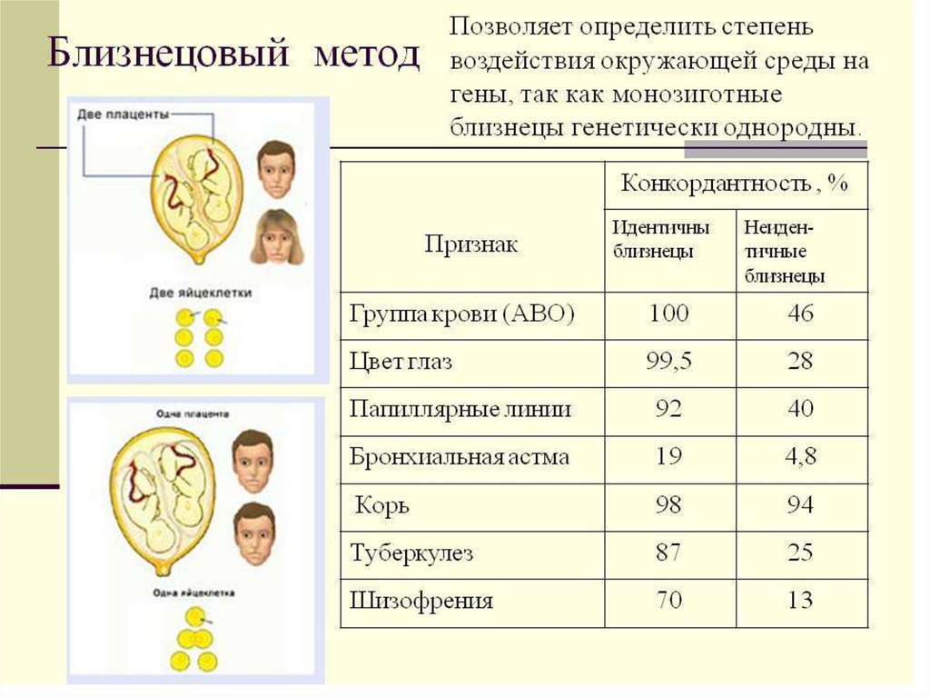 Презентация на тему близнецовый метод