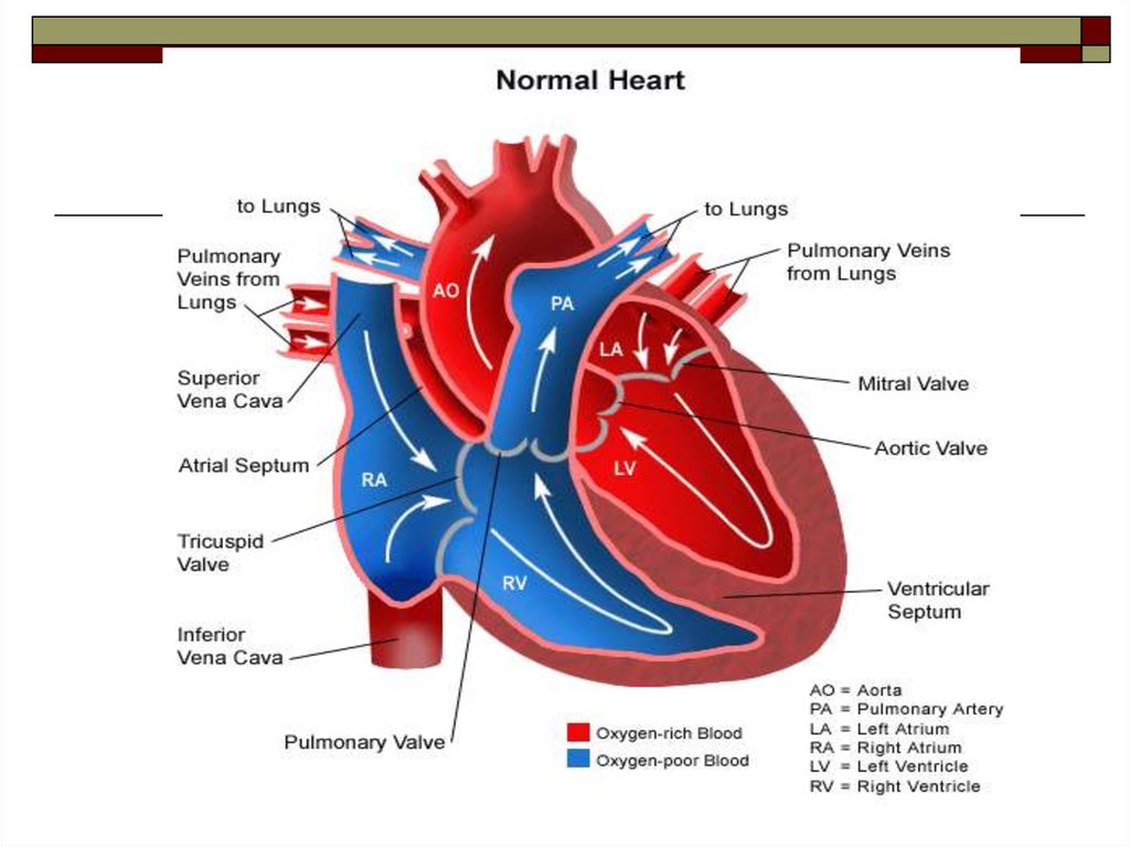 blood circulation