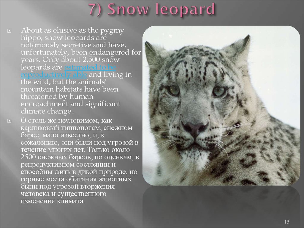7) Snow leopard