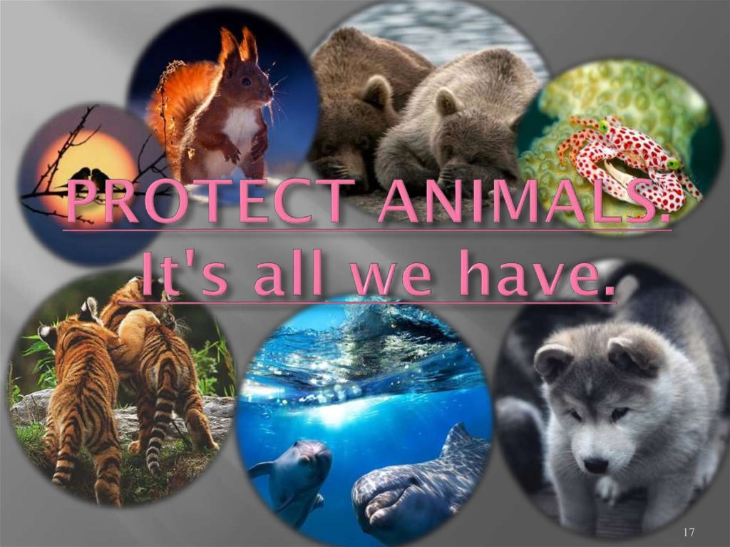 PROTECT ANIMALS. It's all we have.