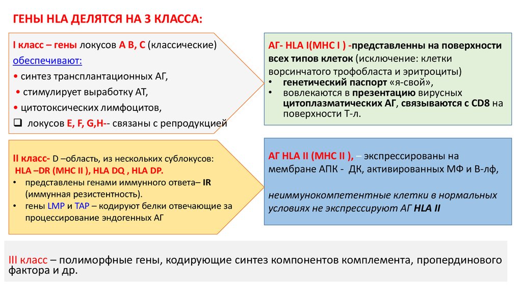 Что кодирует ген. Антигены системы HLA. Гены и антигены 3 класса. HLA-антигенов класса i. Гены HLA.