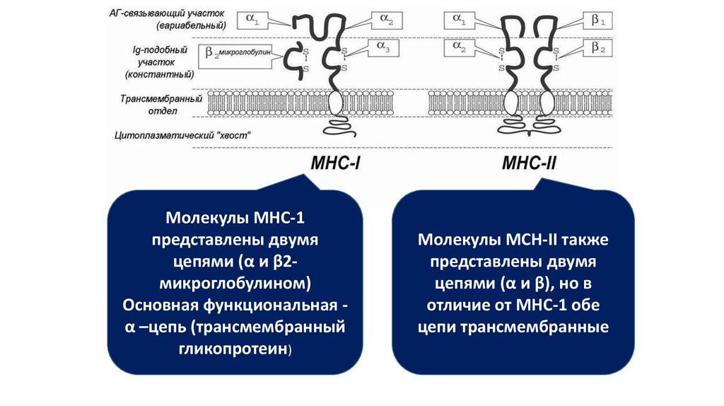 Схема строения молекулы мнс