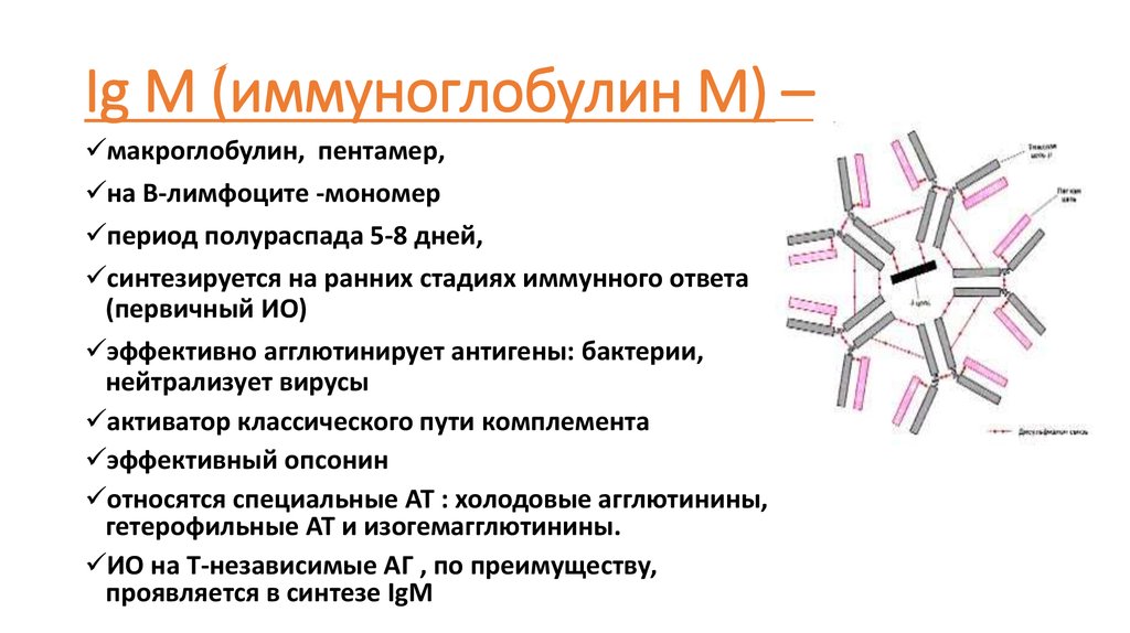 Иммуноглобулины e повышен. Иммуноглобулин IGM функция. IGM строение иммуноглобулина. Иммуноглобулины антитела IGM. IGM антитела строение.