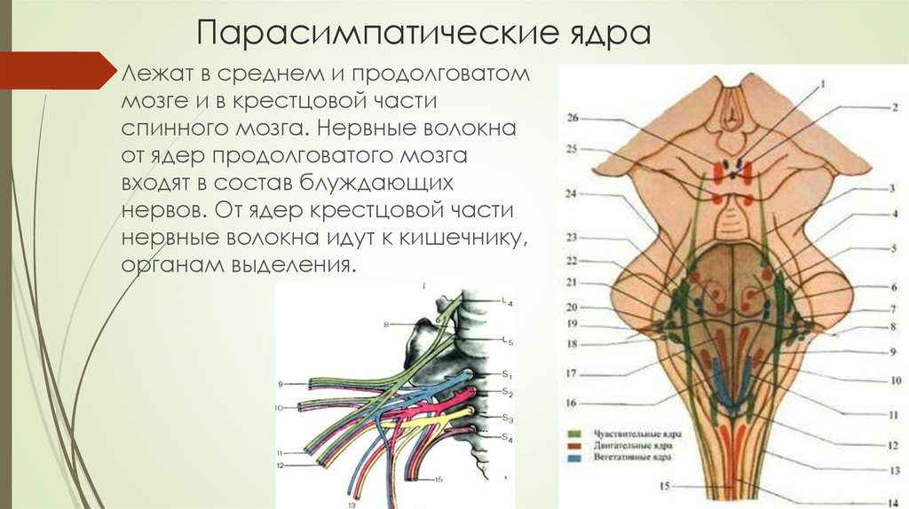 Капилляр щитовидной железы продолговатый мозг. Ядра черепных нервов продолговатого мозга. Ядра парасимпатической нервной системы находятся. Парасимпатические центры среднего мозга ядра. Парасимпатические нервы локализация.