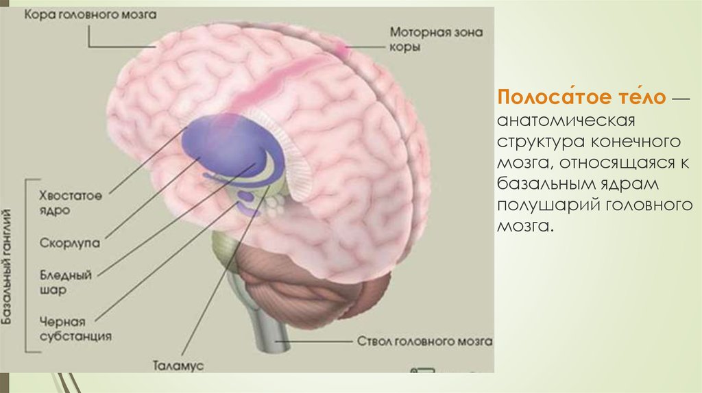 Полоса́тое те́ло — анатомическая структура конечного мозга, относящаяся к базальным ядрам полушарий головного мозга.