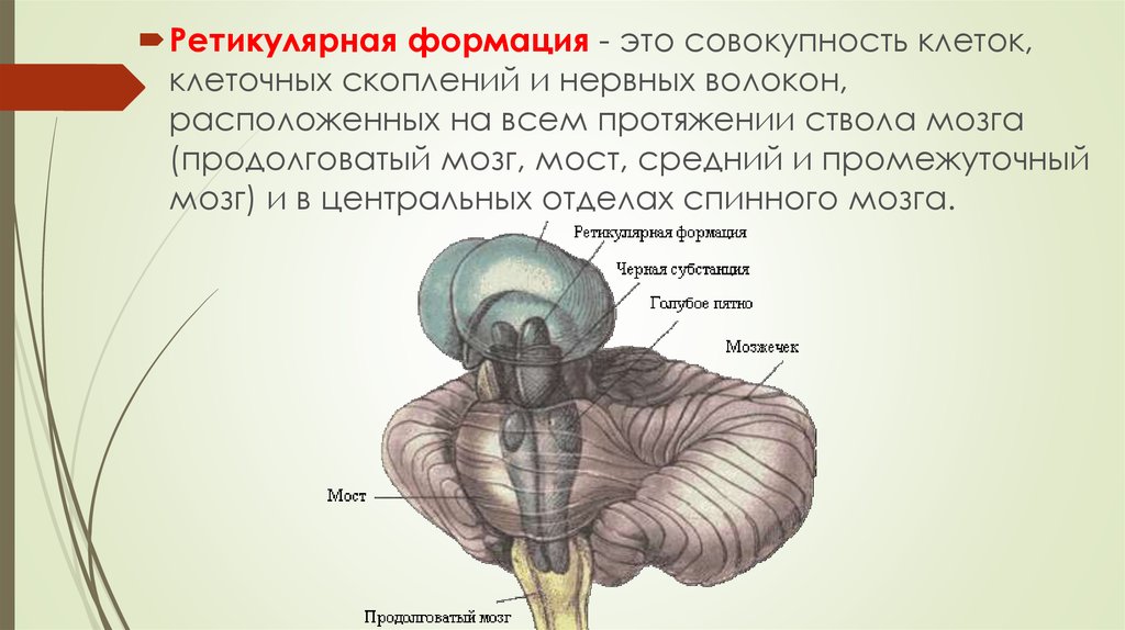 Ретикулярная формация мозга. Ретикулярная формация продолговатого мозга. Ядра ретикулярной формации функции. Ядра ретикулярной формации продолговатого мозга. Строение ретикулярной формации продолговатого мозга.