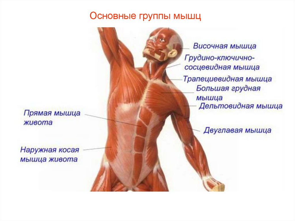 Какое количество мышц у человека. Мышцы. Строение мышцы. Мышцы человека. Основные мышцы.