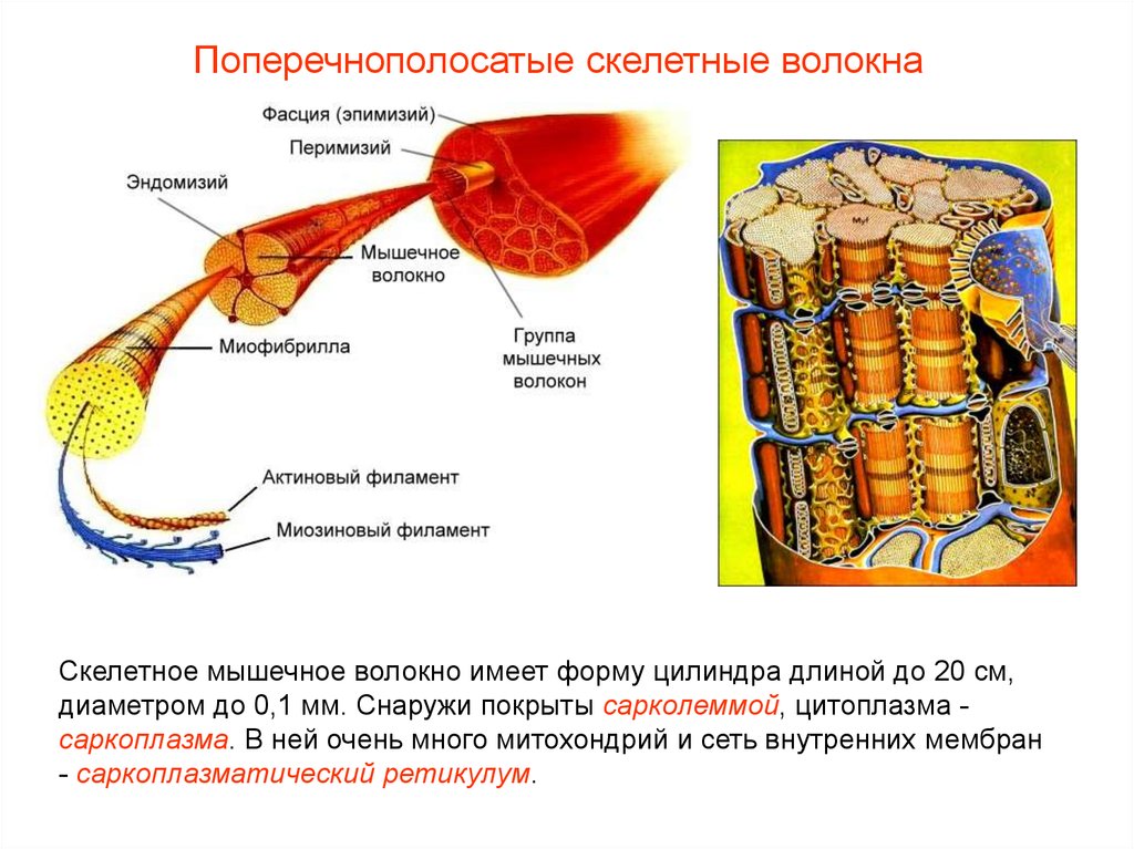 Мышечное волокно скелетной мышцы. Структура поперечно полосатого мышечного волокна. Строение поперечно полосатого волокна. Строение исчерченных мышечных волокон. Строение волокна скелетной мышцы.