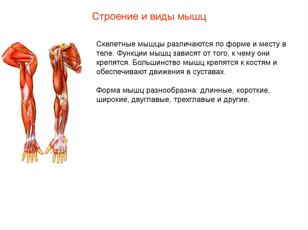 Укажите функции мышечной системы. Строение и формы мышц. Строение и виды мышц. В мышце различают. Строение и функции скелетных мышц.