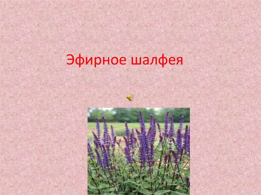 Эфирное шалфея